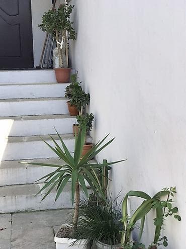 Satılır: Dəst halda müxtəlif dibçək bitkiləri - Yucca (boyu təxminən lalafo.az -da Satılır: Dəst halda müxtəlif dibçək bitkiləri - Yucca (boyu təxminən