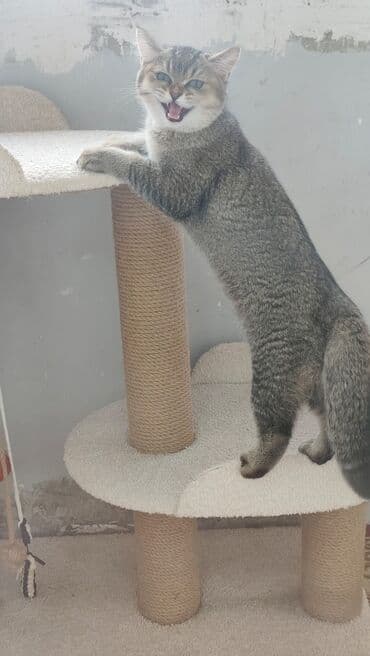 Brilliance: Qızıl şinşilla, Erkək, Yaxşı əllərə, Ödənişli çatdırılma lalafo.az -da — 1 Brilliance: Qızıl şinşilla, Erkək, Yaxşı əllərə, Ödənişli çatdırılma — 1