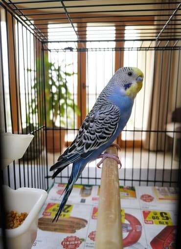 Рыбы: Salam. Tutuqusu satilir. Erkekdi. 7 ayliqdi. Butun gunu elimizdedi. El at lalafo.az — 1 Рыбы: Salam. Tutuqusu satilir. Erkekdi. 7 ayliqdi. Butun gunu elimizdedi. El — 1