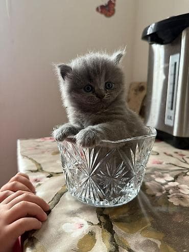 Britan, Erkək, Dişi, Yaxşı əllərə, Rayonlara çatdırılma, Ünvandan götürmə, Ödənişli çatdırılma lalafo.az -da Britan, Erkək, Dişi, Yaxşı əllərə, Rayonlara çatdırılma, Ünvandan götürmə, Ödənişli çatdırılma