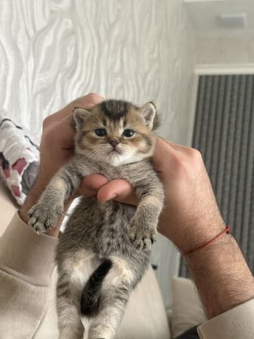 Qızıl şinşilla, Erkək lalafo.az -da Qızıl şinşilla, Erkək