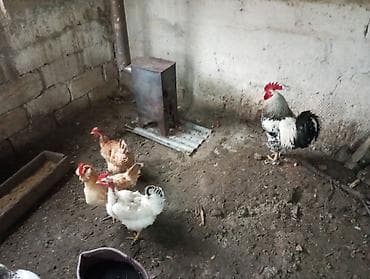 Toyuq, Damazlıq, Ünvandan götürmə lalafo.az -da Toyuq, Damazlıq, Ünvandan götürmə