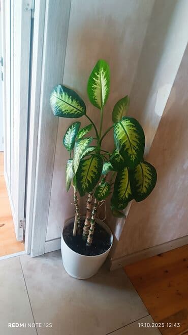 Dieffenbachia (dəfnəyarpaq) otaq bitkisi - Dekorativ iri yarpaqlar lalafo.az -da Dieffenbachia (dəfnəyarpaq) otaq bitkisi - Dekorativ iri yarpaqlar