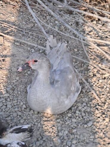 Варенье: Lal ördəklər satılır qiymət saya və cinsinə görə dəyişir at lalafo.az — 5 Варенье: Lal ördəklər satılır qiymət saya və cinsinə görə dəyişir — 5