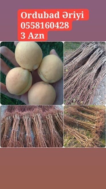 Hər Növ Meyvə Tinglərini Aznle Təklif edirik, Ölkədaxili bütün lalafo.az -da Hər Növ Meyvə Tinglərini Aznle Təklif edirik, Ölkədaxili bütün