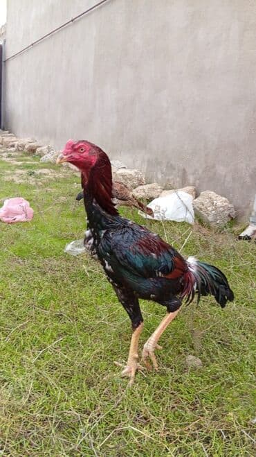 Xoruz, Heyratı, il: 1 lalafo.az -da Xoruz, Heyratı, il: 1