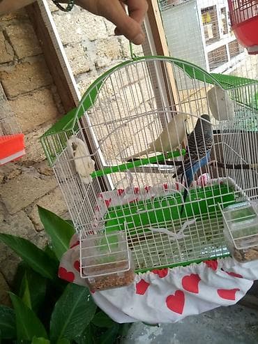 Hazir cüt qəfəslə lalafo.az -da Hazir cüt qəfəslə