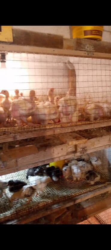 Məhsul: Ətlik cücələr 2 manat 50 qəpik lalafo.az -da Məhsul: Ətlik cücələr 2 manat 50 qəpik