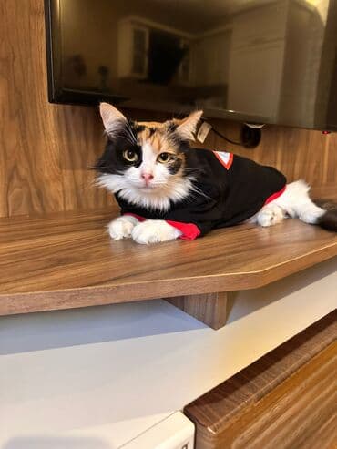 Qızıl şinşilla, Erkək, Dişi lalafo.az -da Qızıl şinşilla, Erkək, Dişi