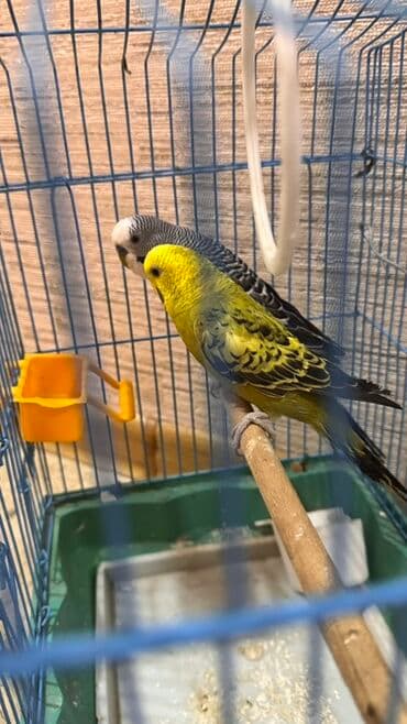 Лекарства для животных: Məhsul: Dalmatin və sarı-yaşıl rənglərdə iki dalğalı tutuquşu (Budzı) at lalafo.az — 4 Лекарства для животных: Məhsul: Dalmatin və sarı-yaşıl rənglərdə iki dalğalı tutuquşu (Budzı) — 4