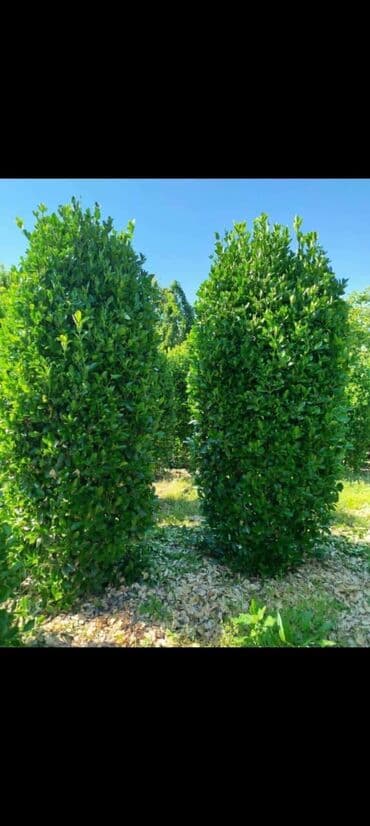 Hemiwe yawil aqaclari gorduyunuz kimi cox gozeldir hundurluk iki lalafo.az -da Hemiwe yawil aqaclari gorduyunuz kimi cox gozeldir hundurluk iki