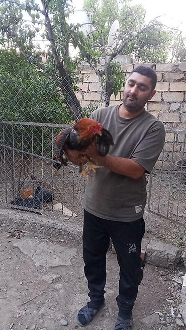 Satılır: kənd toyuğu (xoruz) - Rəng: qırmızı-qara lələklər, qırmızı lalafo.az -da Satılır: kənd toyuğu (xoruz) - Rəng: qırmızı-qara lələklər, qırmızı