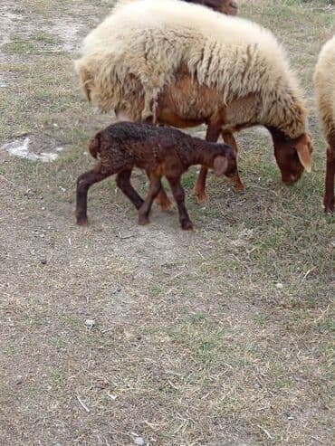 2 gundu dogub diwidi cavan heyvandi.mawtagada yerlewir isteyen elaqe lalafo.az -da — 3 2 gundu dogub diwidi cavan heyvandi.mawtagada yerlewir isteyen elaqe — 3