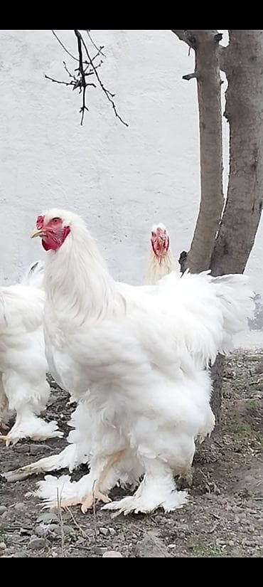 Toyuq, Brama, Damazlıq lalafo.az -da Toyuq, Brama, Damazlıq