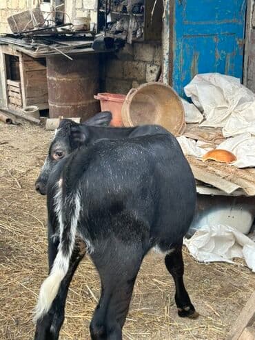 Mal-qara – qara rəngli dana - Növ: dana (qara rəngdə, alın və burun lalafo.az -da — 2 Mal-qara – qara rəngli dana - Növ: dana (qara rəngdə, alın və burun — 2