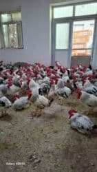 1 illik xoruzlar satılır,temiz eti en balacası 2 kq,1 eded göturene 18 lalafo.az -da 1 illik xoruzlar satılır,temiz eti en balacası 2 kq,1 eded göturene 18