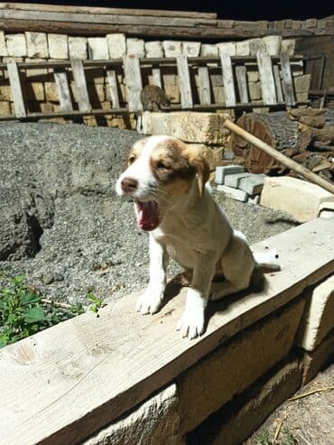Qurdbasar, 1 ay, Erkek, Peyvəndli, Ünvandan götürmə, Ödənişli çatdırılma lalafo.az -da Qurdbasar, 1 ay, Erkek, Peyvəndli, Ünvandan götürmə, Ödənişli çatdırılma