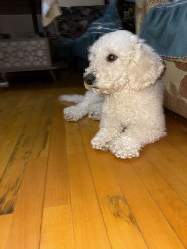 Pudel lalafo.az -da Pudel