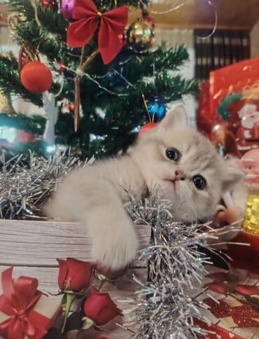 Qızıl şinşilla, Dişi, Yaxşı əllərə, Ünvandan götürmə lalafo.az -da Qızıl şinşilla, Dişi, Yaxşı əllərə, Ünvandan götürmə