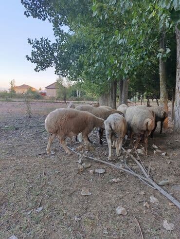 Quzu, Erkək, ay: 7, 28 kq, Ətlik, Rayonlara çatdırılma, Ünvandan götürmə, Ödənişli çatdırılma lalafo.az -da Quzu, Erkək, ay: 7, 28 kq, Ətlik, Rayonlara çatdırılma, Ünvandan götürmə, Ödənişli çatdırılma