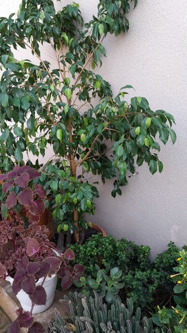 Aloye 15 illik 40m lalafo.az -da Aloye 15 illik 40m