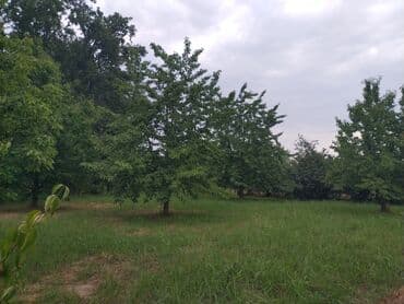 Geely: 10 соток, Для сельского хозяйства, Собственник, Купчая at lalafo.az — 5 Geely: 10 соток, Для сельского хозяйства, Собственник, Купчая — 5