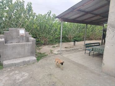 Ferma təsərrüfatı üçün hazır obyekt - Geniş torpaq sahəsi və açıq lalafo.az -da — 6 Ferma təsərrüfatı üçün hazır obyekt - Geniş torpaq sahəsi və açıq — 6