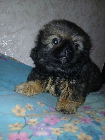 Pekines lalafo.az -da Pekines