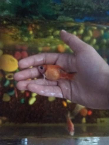 Qızıl balıq, Sülhsevər lalafo.az -da Qızıl balıq, Sülhsevər