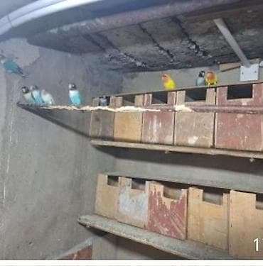 Subay guştari satiram lalafo.az -da Subay guştari satiram