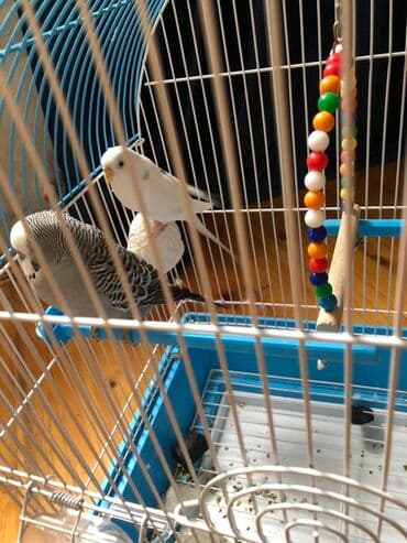 Məhsul: Dalğalı tutuquşular və qəfəs dəsti Təsvir: - İki ədəd dalğalı lalafo.az -da Məhsul: Dalğalı tutuquşular və qəfəs dəsti Təsvir: - İki ədəd dalğalı