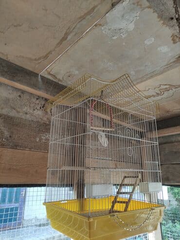 Yeke iri qefes real alici zeng etsin unvan Ramana lalafo.az -da Yeke iri qefes real alici zeng etsin unvan Ramana