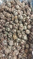 Удобрения: Thuja toxumları, sərv, Arizona sərv, mavi thuja, qərb thuja və şərq at lalafo.az — 6 Удобрения: Thuja toxumları, sərv, Arizona sərv, mavi thuja, qərb thuja və şərq — 6