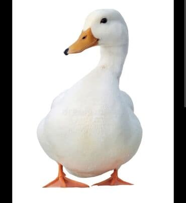 Pekin ördəyi satilir 400 ədəd var ədədlə və tək tək razilaşma yolu ilə lalafo.az -da Pekin ördəyi satilir 400 ədəd var ədədlə və tək tək razilaşma yolu ilə