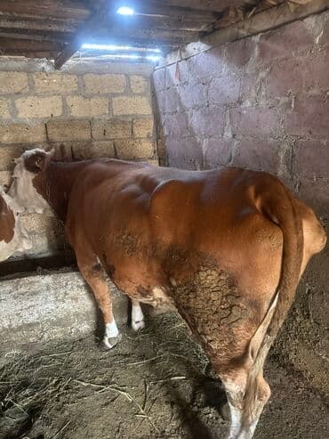 Inəklər öz qapimizin heyvnalradir saf qan simental balalari ilə lalafo.az -da Inəklər öz qapimizin heyvnalradir saf qan simental balalari ilə