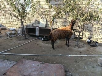 Boğazdır 3 qarnına 650 manat lalafo.az -da Boğazdır 3 qarnına 650 manat