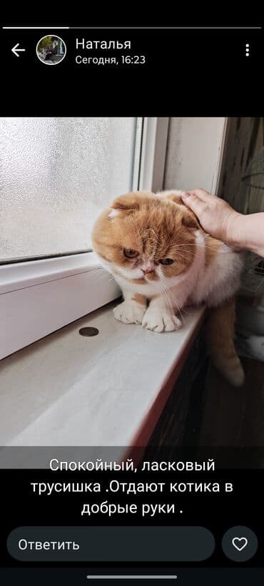 Пристраивается кот(2 года) экзот смесь шотландцем, приучен к lalafo.az -da Пристраивается кот(2 года) экзот смесь шотландцем, приучен к