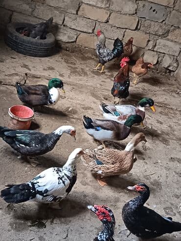 Satılır: ördək və toyuq/quzuqoyun qarışıq həyət quşları - Növlər lalafo.az -da Satılır: ördək və toyuq/quzuqoyun qarışıq həyət quşları - Növlər