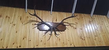 Divar üçün dekorativ buynuz kompozisiyası - Təbii buynuzlardan lalafo.az -da — 1 Divar üçün dekorativ buynuz kompozisiyası - Təbii buynuzlardan — 1