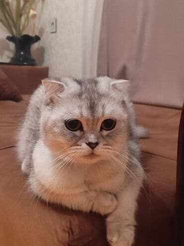 Şotland yastı qulaq lalafo.az -da Şotland yastı qulaq