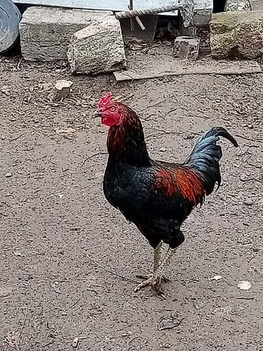Xoruzlar lalafo.az -da Xoruzlar