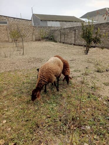 1 Dişi, 2 bala, balalar 2 side Dişidi lalafo.az -da — 5 1 Dişi, 2 bala, balalar 2 side Dişidi — 5