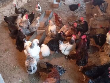 Toyuq, Damazlıq lalafo.az -da Toyuq, Damazlıq