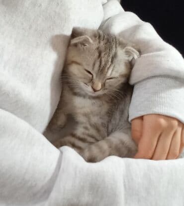 Britan, Dişi, Yaxşı əllərə, Ünvandan götürmə lalafo.az -da Britan, Dişi, Yaxşı əllərə, Ünvandan götürmə