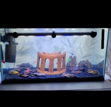 Akvaryum komplekti – dekorativ və işlək - Şüşə akvaryum: düzbucaqlı lalafo.az -da Akvaryum komplekti – dekorativ və işlək - Şüşə akvaryum: düzbucaqlı