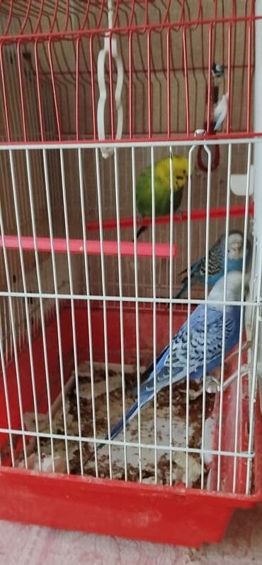 3 eded popugay gefesle birliktde lalafo.az -da 3 eded popugay gefesle birliktde