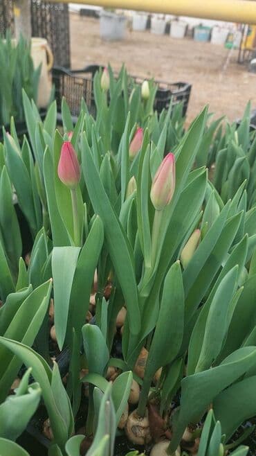 Bitki dərmanları: Məhsul: Lalə gülləri və lalə soğanlarından istixana yetişdirilməsi lalafo.az -da — 2 Bitki dərmanları: Məhsul: Lalə gülləri və lalə soğanlarından istixana yetişdirilməsi — 2