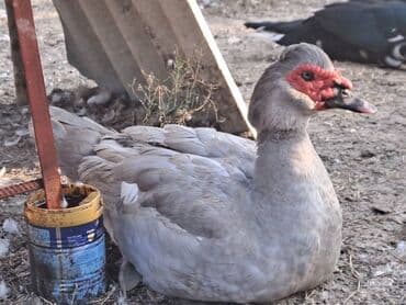 Варенье: Lal ördəklər satılır qiymət saya və cinsinə görə dəyişir at lalafo.az — 10 Варенье: Lal ördəklər satılır qiymət saya və cinsinə görə dəyişir — 10