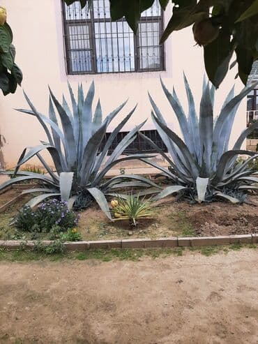 10 illikdir.Hündürlük 2 metr.Həyətə çox gözəl vid verir.Ünvan lalafo.az -da 10 illikdir.Hündürlük 2 metr.Həyətə çox gözəl vid verir.Ünvan