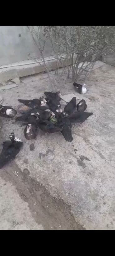 Məhsul: Mütləq cins ördəklər (muskus/Mulard tipli görünüş) Təsvir: - lalafo.az -da Məhsul: Mütləq cins ördəklər (muskus/Mulard tipli görünüş) Təsvir: -